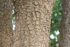 Pterocarpus santalinus